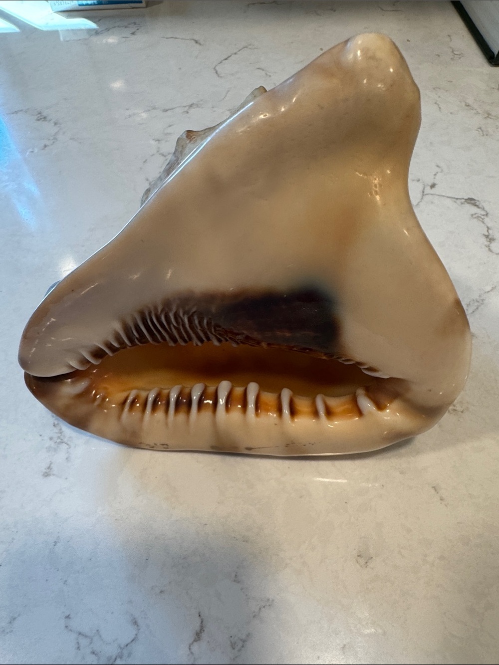 Large Queen Helmet Horned Conch Shell